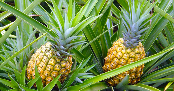 Dieta do abacaxi
