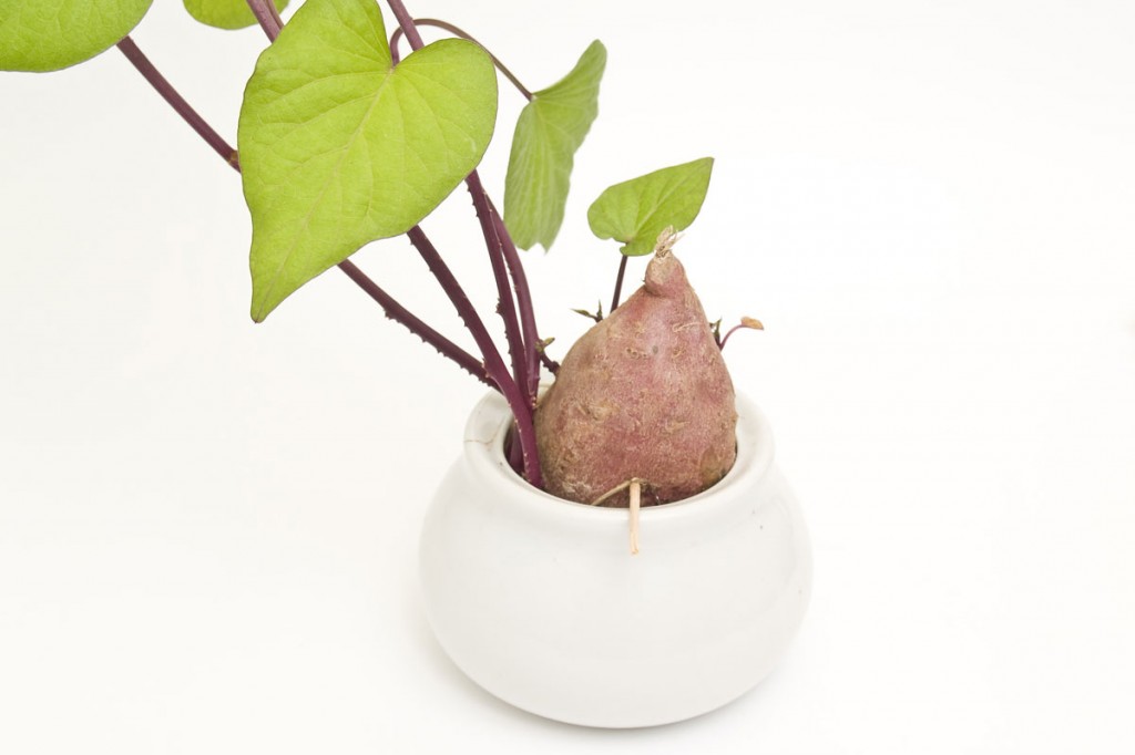 batata doce em vaso