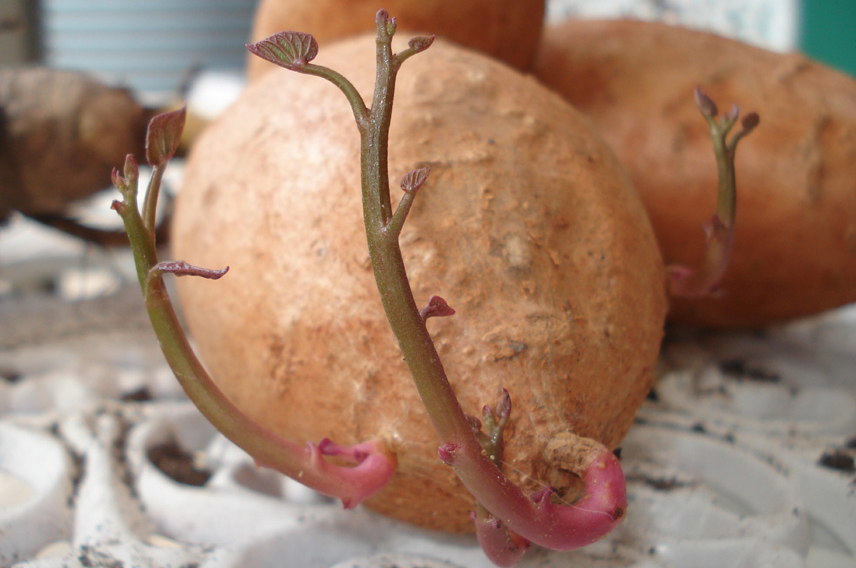 batatas doces