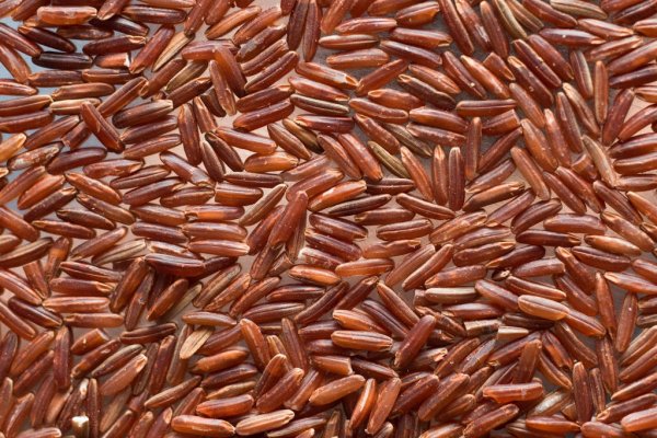 Características do arroz vermelho
